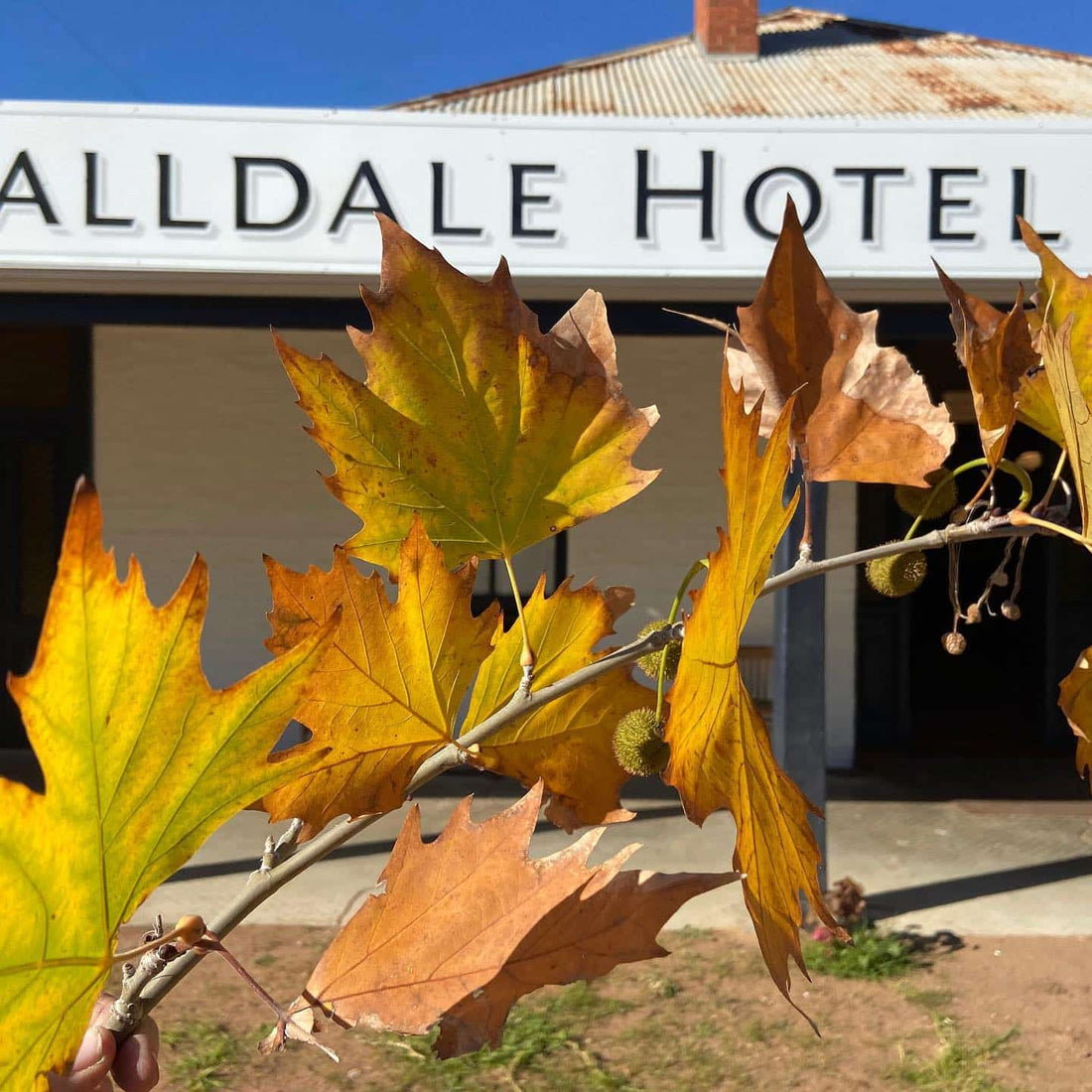 Balldale 4