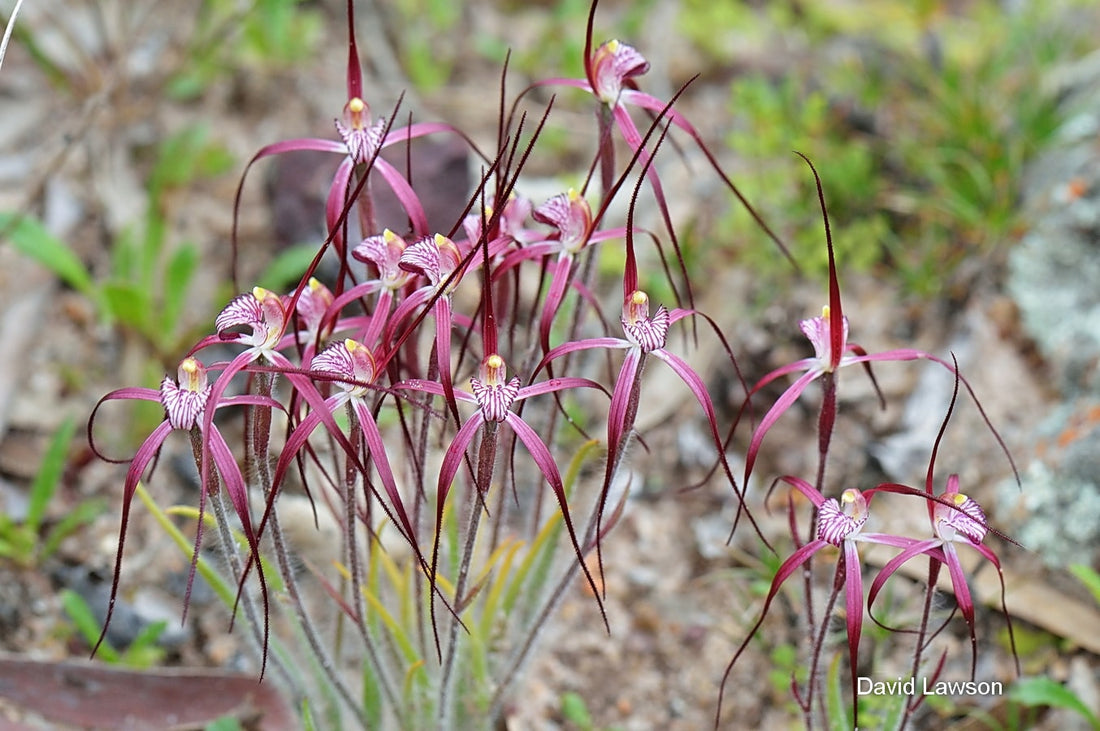Caladenia-footeana-Watheroo-6-August-2016-1