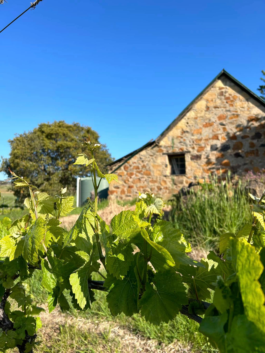 Craigie Knowe Vineyard, Cranbrook, Tas.