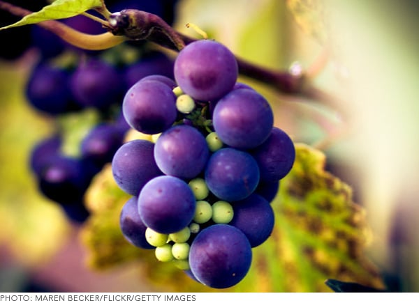 grapes 3